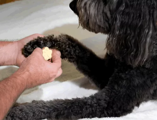 Coconut Oil for Dogs: A Natural Remedy for Your Furry Friend